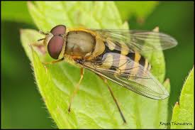 Attēlu rezultāti vaicājumam “Syrphus sp.”