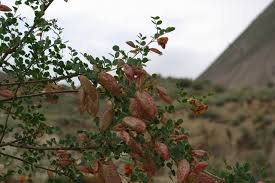 Image result for Colutea x media (arborescens x orientalis)