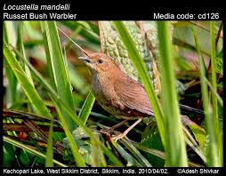 Image result for Locustella certhiola