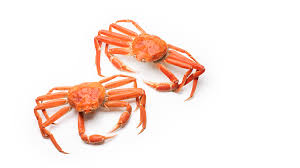 Image result for Chionoecetes opilio