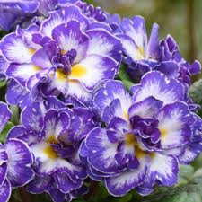 Attēlu rezultāti vaicājumam “Primula”
