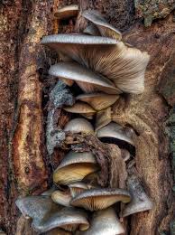 Attēlu rezultāti vaicājumam “Badhamia flavoglauca”