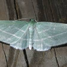 Attēlu rezultāti vaicājumam “Badhamia bethelii”