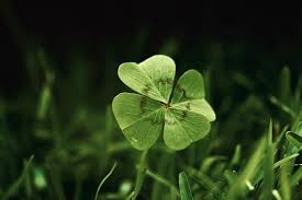 Attēlu rezultāti vaicājumam “Trifolium fragiferum leaf”