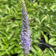 Attēlu rezultāti vaicājumam “Veronica spicata leaf”