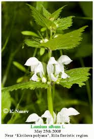Attēlu rezultāti vaicājumam “Lamium album flower”