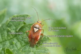 Attēlu rezultāti vaicājumam “Lygus pratensis”