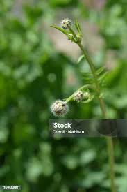 Attēlu rezultāti vaicājumam “Knautia arvensis bud”