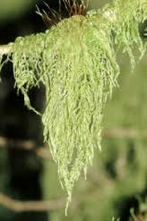 Attēlu rezultāti vaicājumam “Antitrichia curtipendula sporophyte”