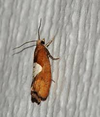 Attēlu rezultāti vaicājumam “Epinotia brunnichana”