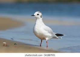 Attēlu rezultāti vaicājumam “Larus minutus adult”