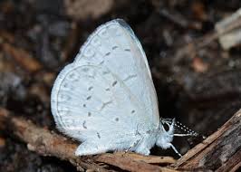 Attēlu rezultāti vaicājumam “Celastrina argiolus”