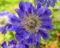 Image result for scabiosa caucasica