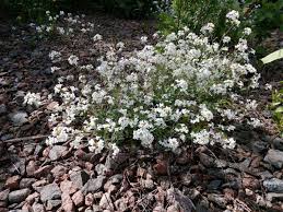 Attēlu rezultāti vaicājumam “Cardaminopsis arenosa leaf”