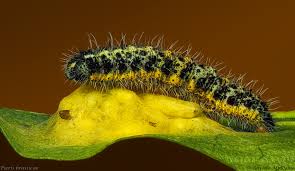 Attēlu rezultāti vaicājumam “Pieris brassicae larva”