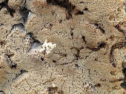 Attēlu rezultāti vaicājumam “Antrodia macra”