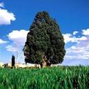 Iran's 4500-year-old cypress tree nominated for addition to the ...