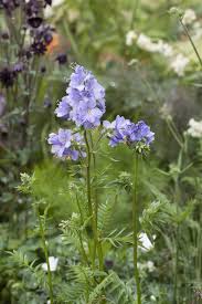 Image result for Polemonium coeruleum album