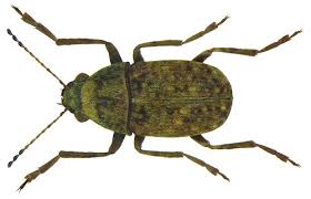 Attēlu rezultāti vaicājumam “Anthribus nebulosus”