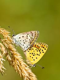 Attēlu rezultāti vaicājumam “Lycaena tityrus female”