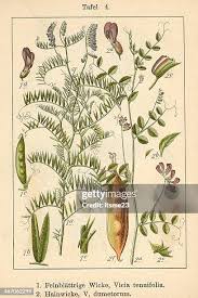 Attēlu rezultāti vaicājumam “Vicia tenuifolia”