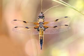 Attēlu rezultāti vaicājumam “Libellula quadrimaculata”