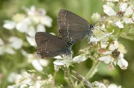 Attēlu rezultāti vaicājumam “Satyrium ilicis underside”