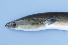 Image result for Anguilla rostrata