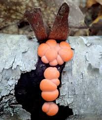 Attēlu rezultāti vaicājumam “Lycogala melleum macro”