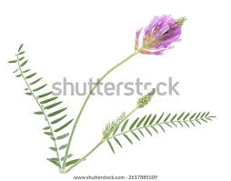 Attēlu rezultāti vaicājumam “Astragalus danicus fruit”