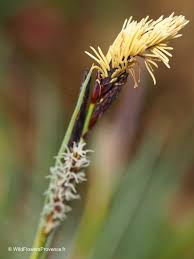 Attēlu rezultāti vaicājumam “Carex viridula flower”