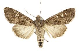 Attēlu rezultāti vaicājumam “Mamestra brassicae”