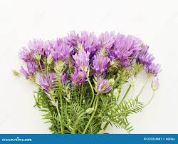 Attēlu rezultāti vaicājumam “Astragalus danicus flower”