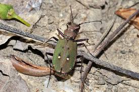 Attēlu rezultāti vaicājumam “Cicindela campestris”