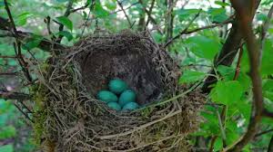 Attēlu rezultāti vaicājumam “Turdus viscivorus nest”