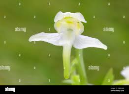 Attēlu rezultāti vaicājumam “Platanthera chlorantha flower”