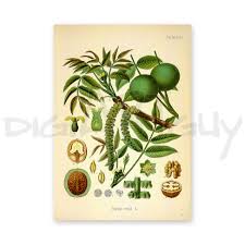 Attēlu rezultāti vaicājumam “Juglans regia”