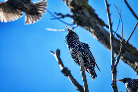 Attēlu rezultāti vaicājumam “Sturnus vulgaris male”