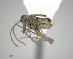 Attēlu rezultāti vaicājumam “Boreus”