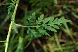 Attēlu rezultāti vaicājumam “Ambrosia artemisiifolia leaf”