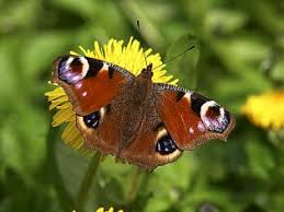 Attēlu rezultāti vaicājumam “Cladopodiella francisci macro”