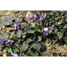 Attēlu rezultāti vaicājumam “Viola collina”