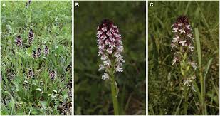 Attēlu rezultāti vaicājumam “Orchis ustulata”