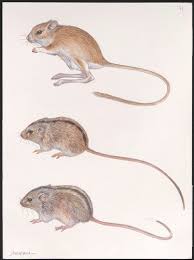 Attēlu rezultāti vaicājumam “Sicista betulina”