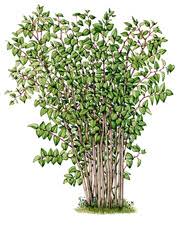 Attēlu rezultāti vaicājumam “Reynoutria japonica”