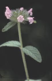 Attēlu rezultāti vaicājumam “Clinopodium vulgare”