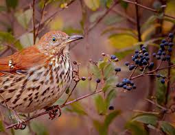 Image result for Toxostoma rufum