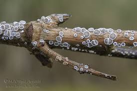 Attēlu rezultāti vaicājumam “Lachnella alboviolascens”