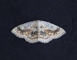 Attēlu rezultāti vaicājumam “Cyclophora annularia”