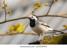 Attēlu rezultāti vaicājumam “Motacillidae”